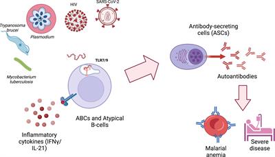 Autoantibodies during infectious diseases: Lessons from malaria applied to COVID-19 and other infections